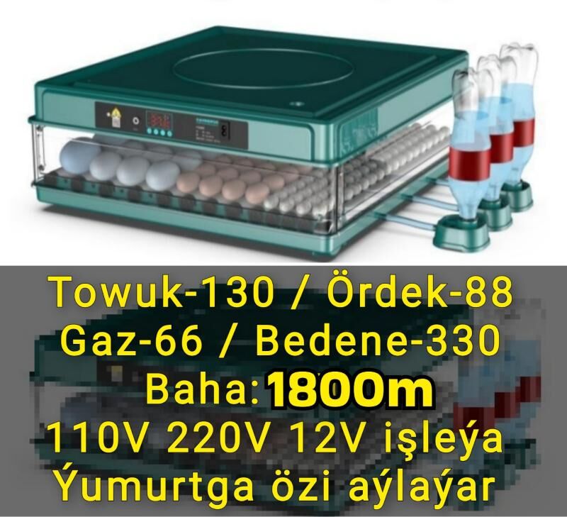 inkubator towuk jüýje horaz - Sowetskiý köç. (Garaşsyzlyk şaýoly) - img 2