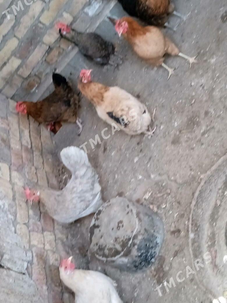 Towuklar - Türkmenabat - img 2