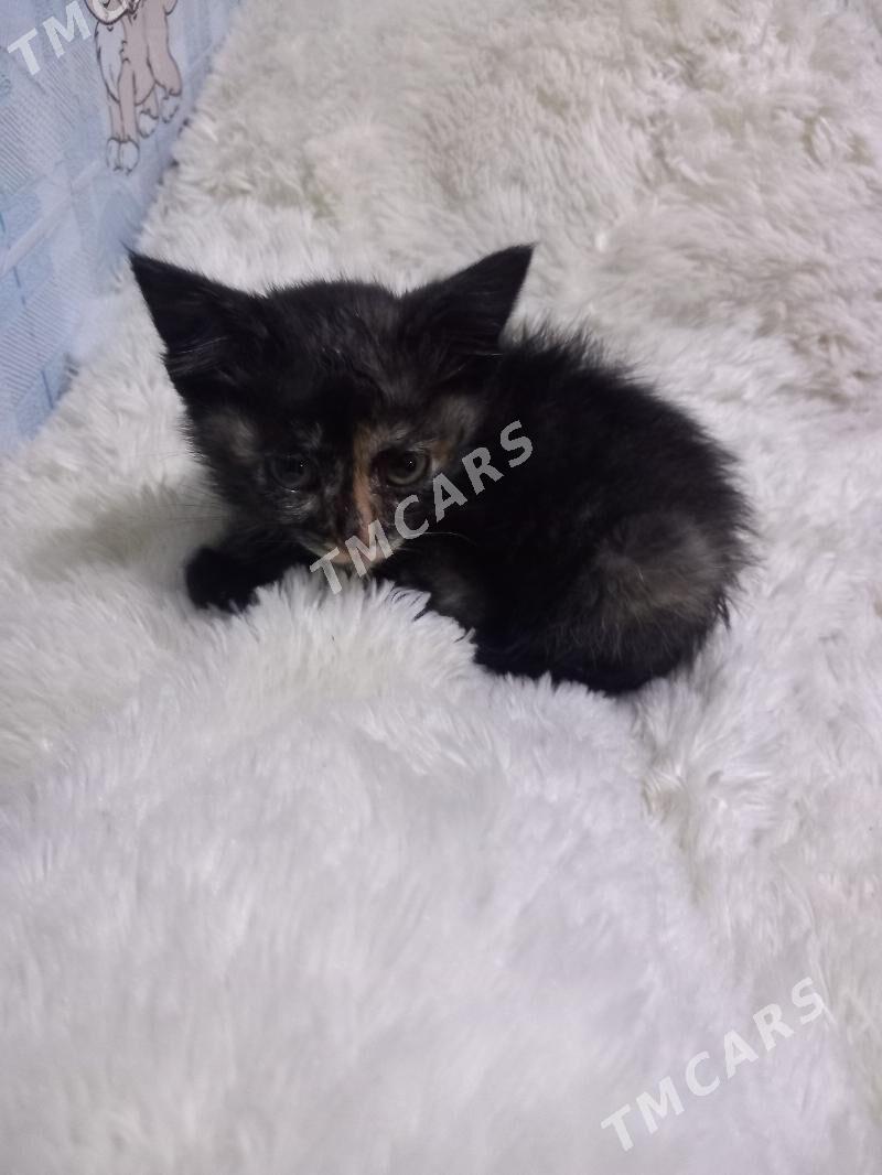 котёнок - Туркменбаши - img 2