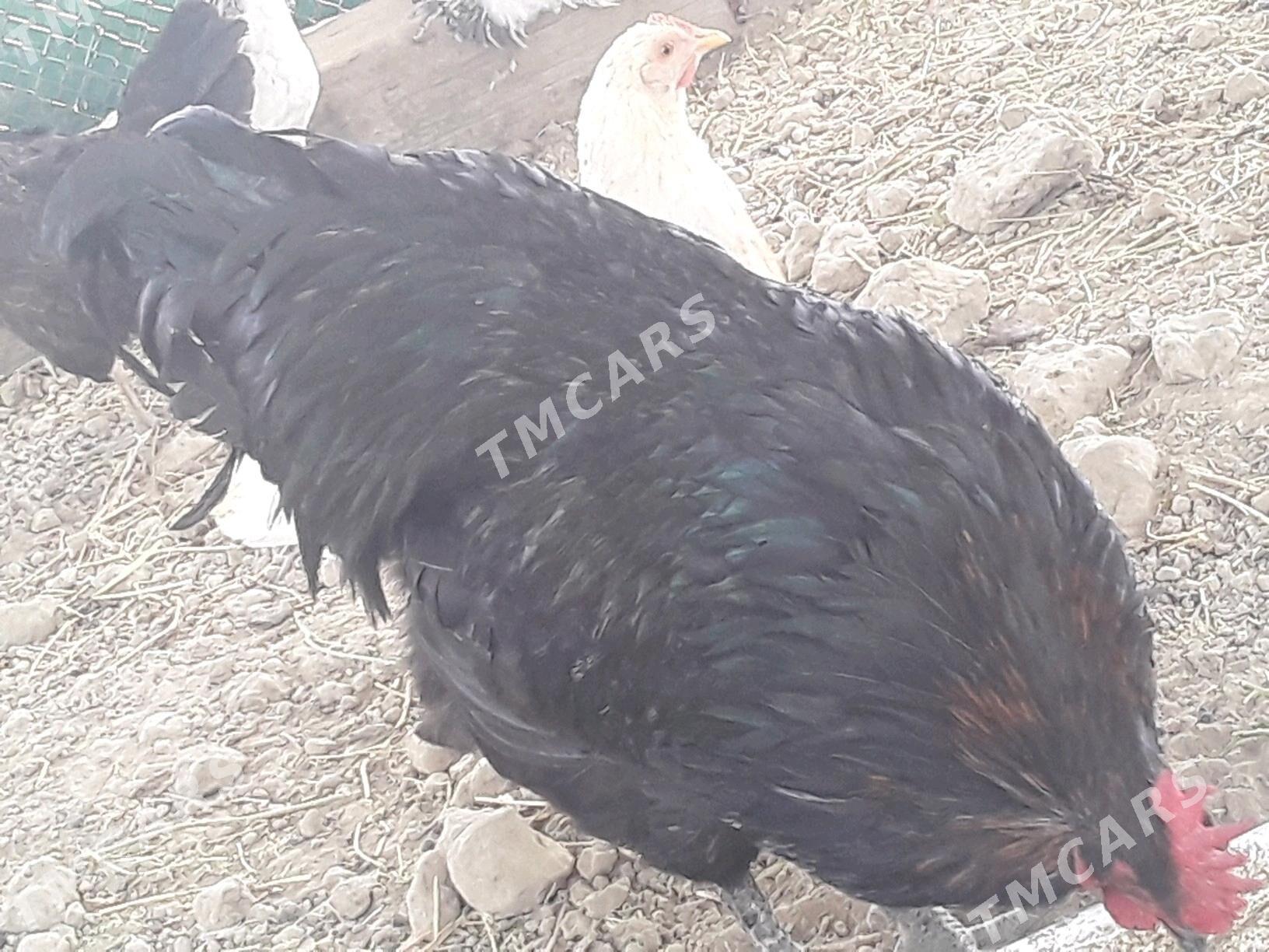 jersey gara sazada horoz - Гёкдепе - img 2