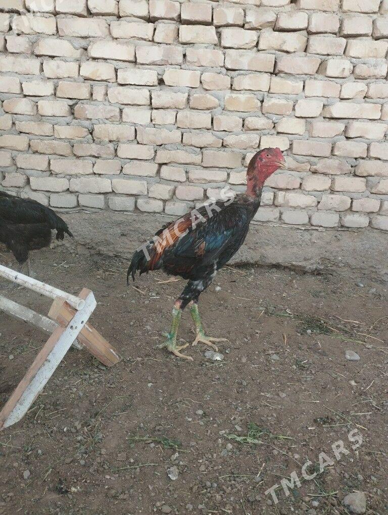 Horaz we towuklar - Türkmenabat - img 3