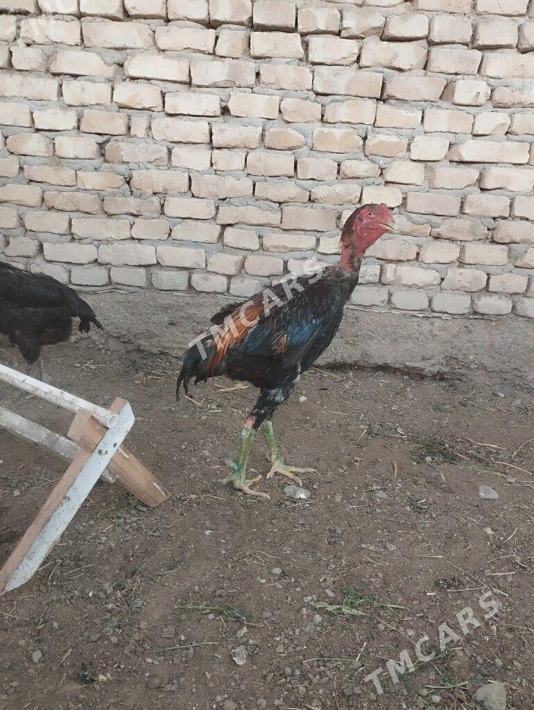 Horaz we towuklar - Türkmenabat - img 6