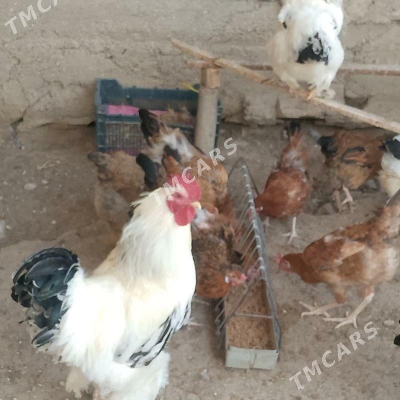 Tawuk - Balkanabat - img 2