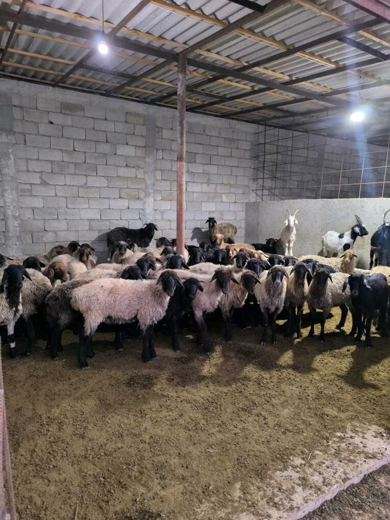 ÌŞEK BAKYLAN - Ak bugdaý etraby - img 5