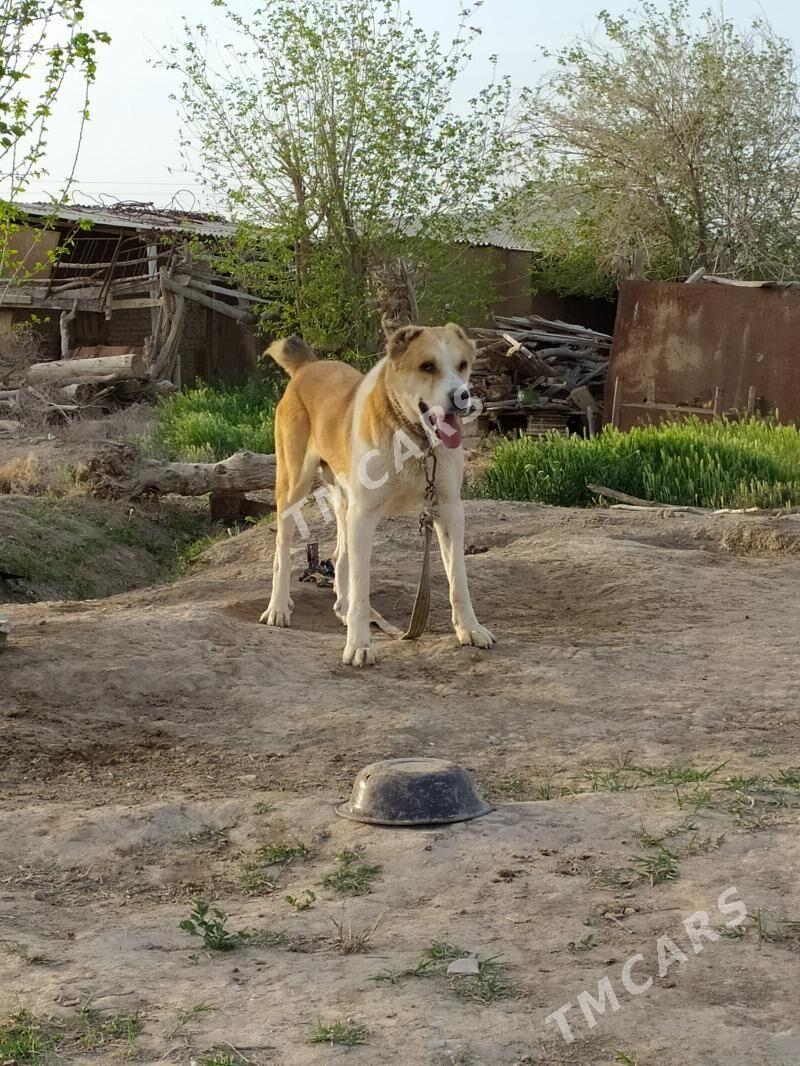 gyzylja - Aşgabat - img 3