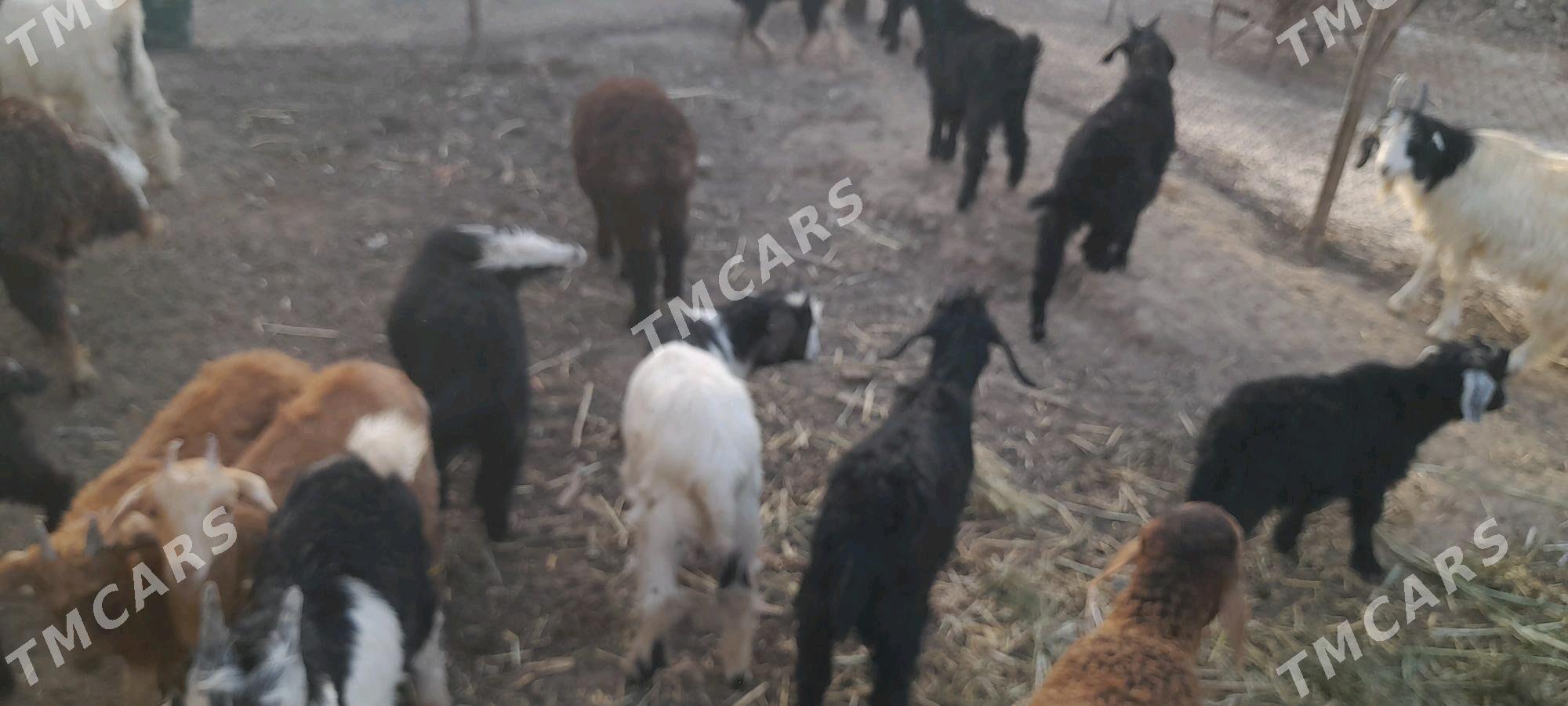 Çebiş - Murgap - img 3