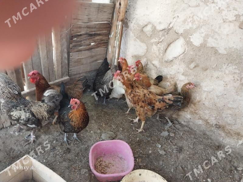 Tawuk - Balkanabat - img 2