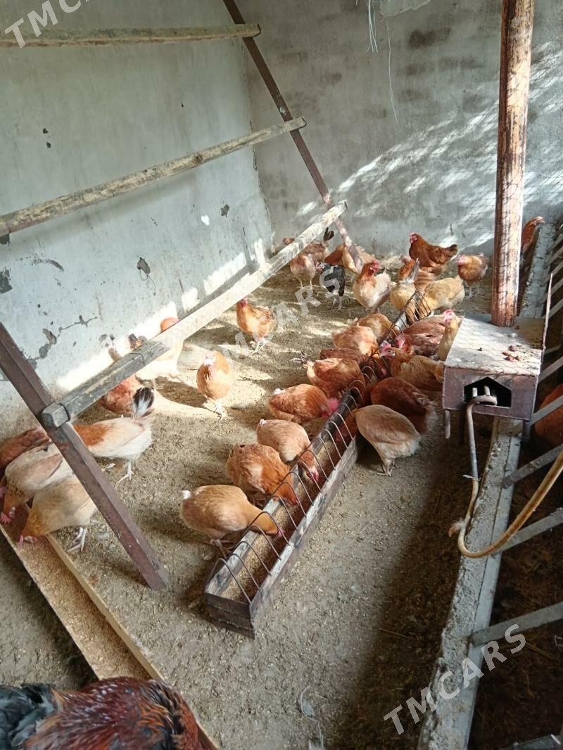 Towuklar guzlap duran obmen ba - Bagyr - img 2