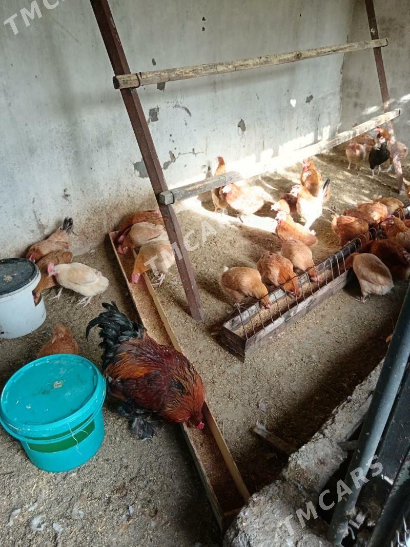 Towuklar guzlap duran obmen ba - Bagyr - img 6