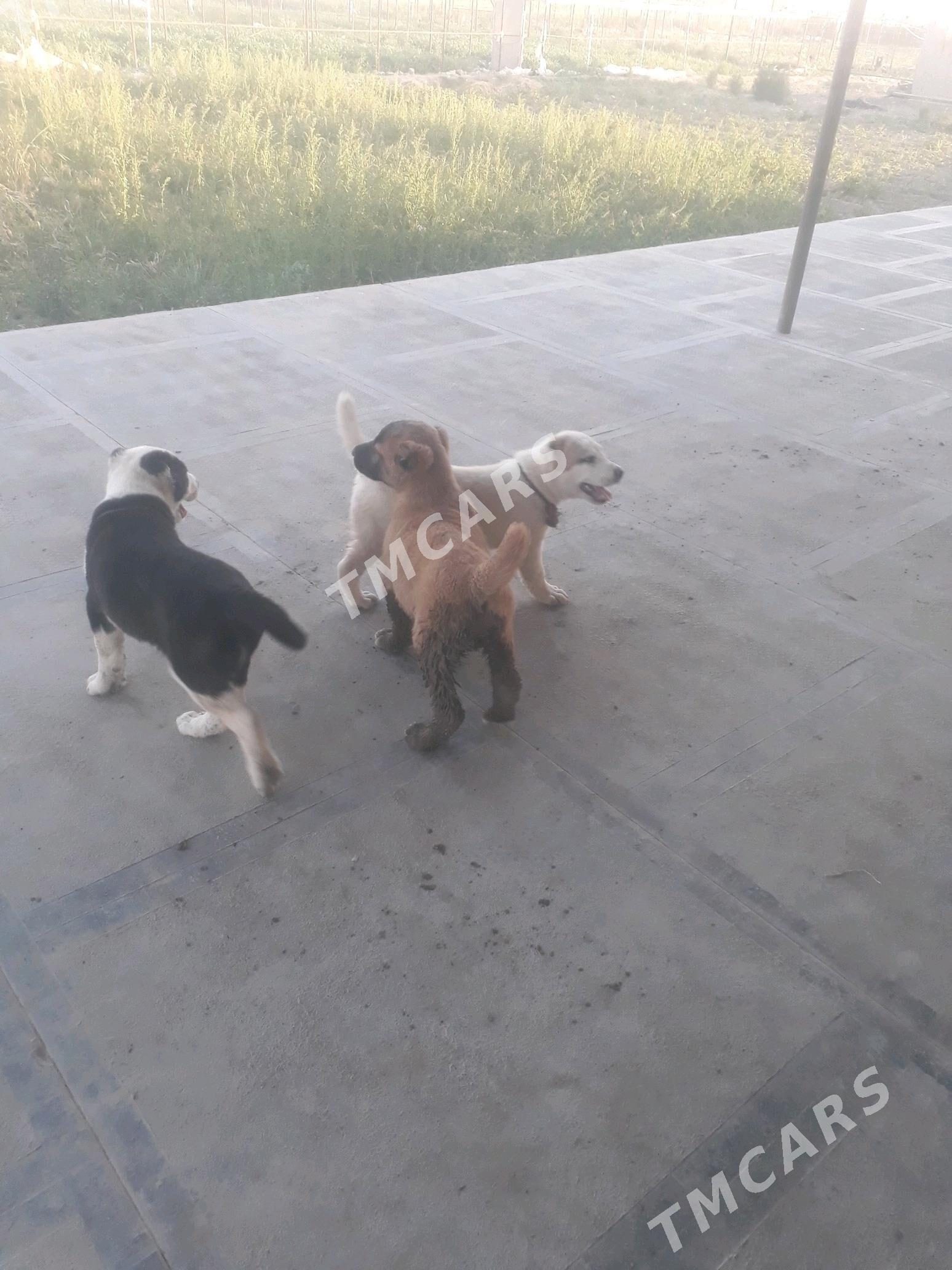 köpek - Mary - img 2