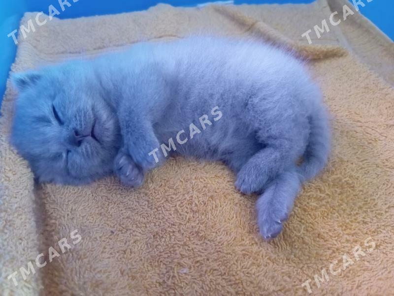 Котёнок - Мары - img 2