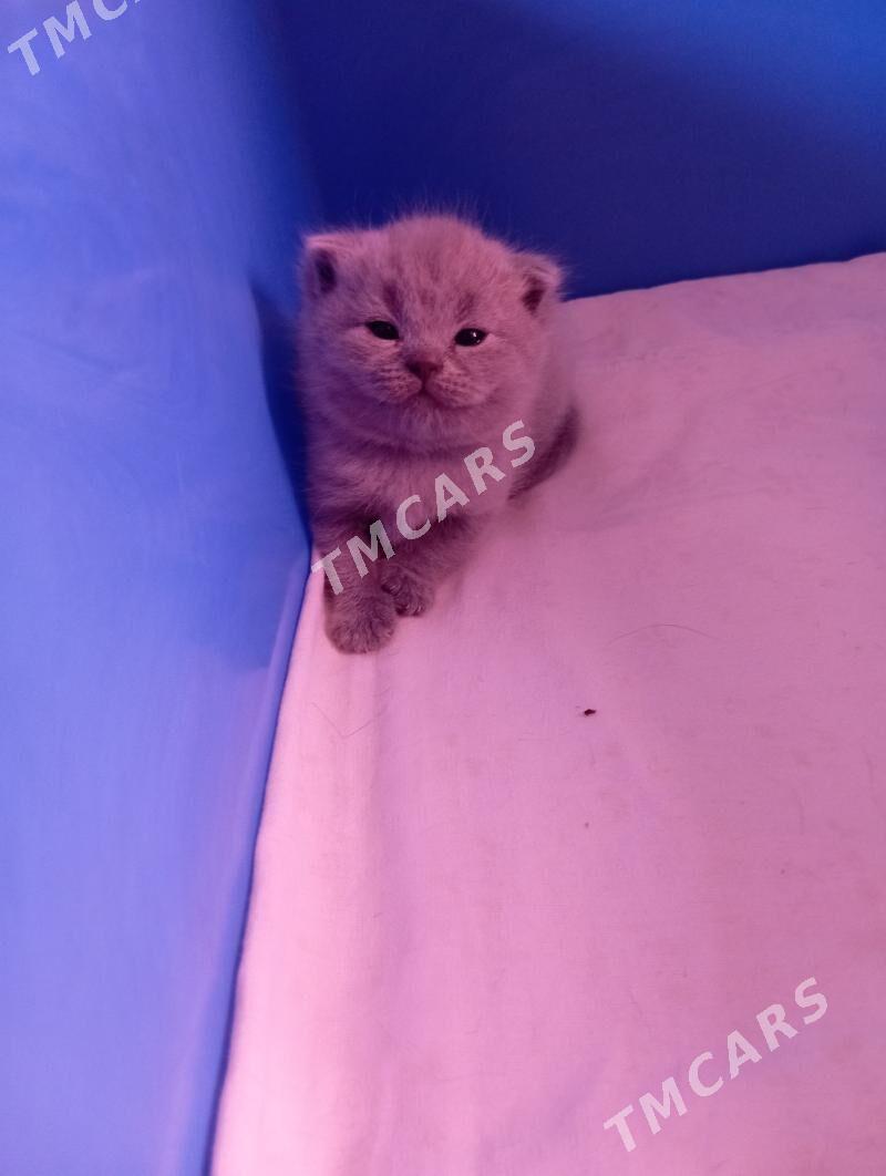 Котёнок - Мары - img 3