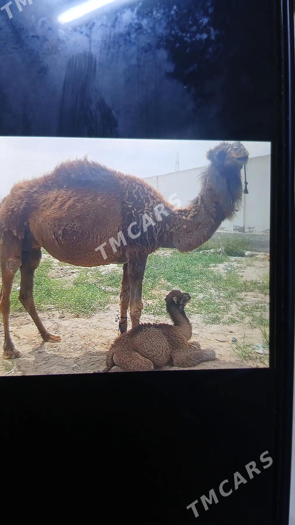 köşekli düýe - Гёкдепе - img 2
