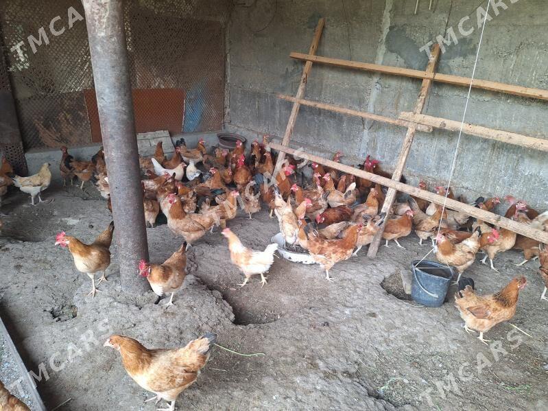 guzlaýjy towuklar - Gökdepe - img 2