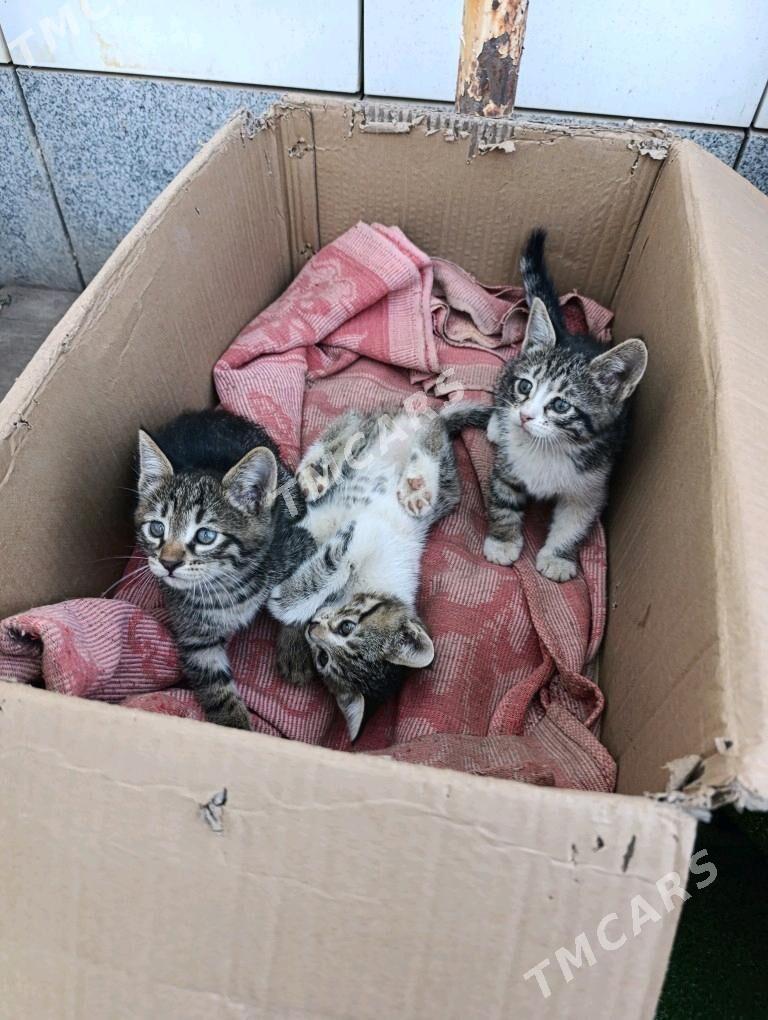 Котёнок - Podwoýski köç. (Bitarap Türkmenistan şaýoly) - img 2
