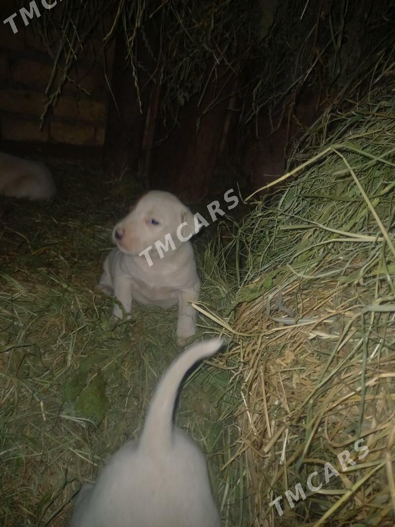 pitbull,питбул - Türkmenabat - img 4