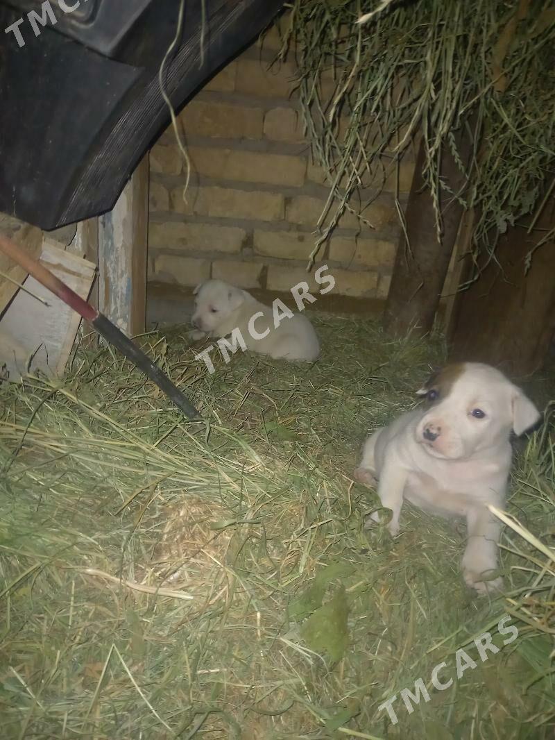 pitbull,питбул - Türkmenabat - img 3