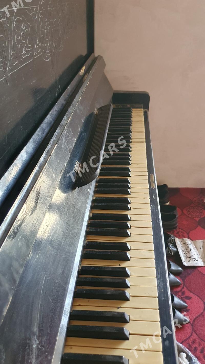 pionina - Murgap - img 2