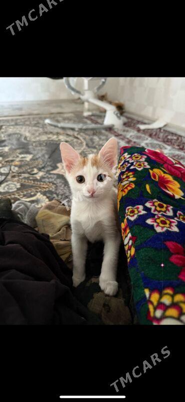 Котята Добрые руки - Aşgabat - img 2