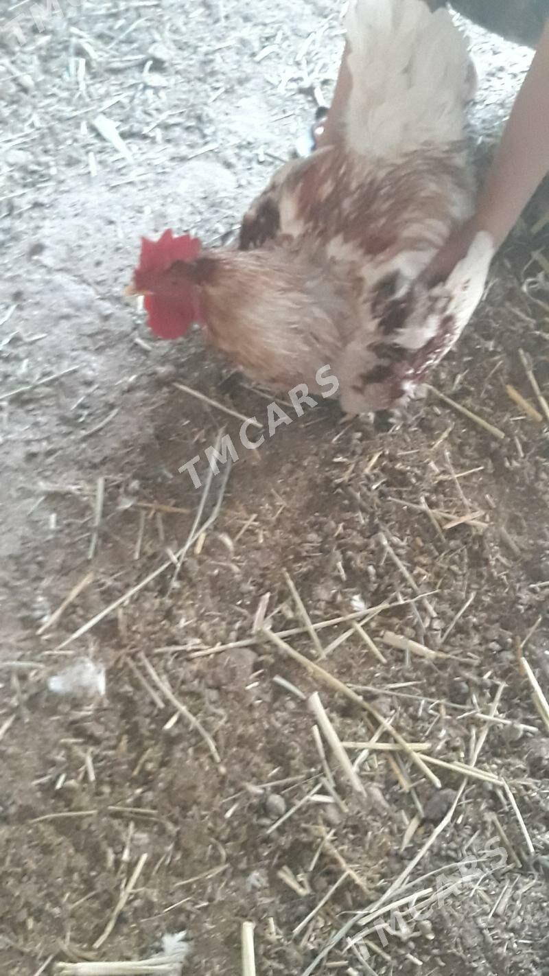broller horaz - Türkmenabat - img 3