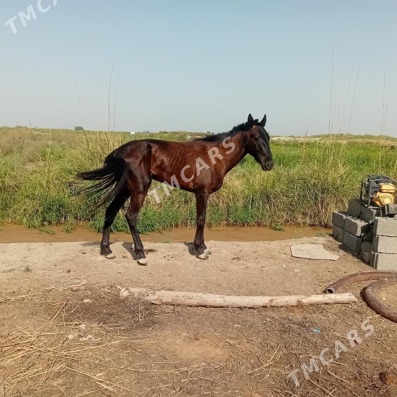 GARLAWAÇ - Gökdepe - img 2