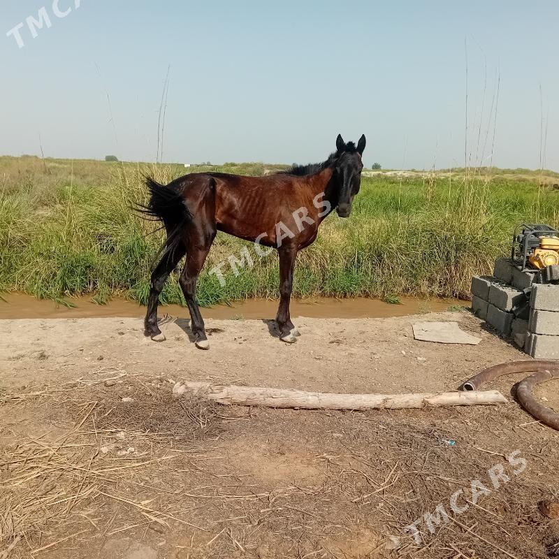 GARLAWAÇ - Gökdepe - img 3