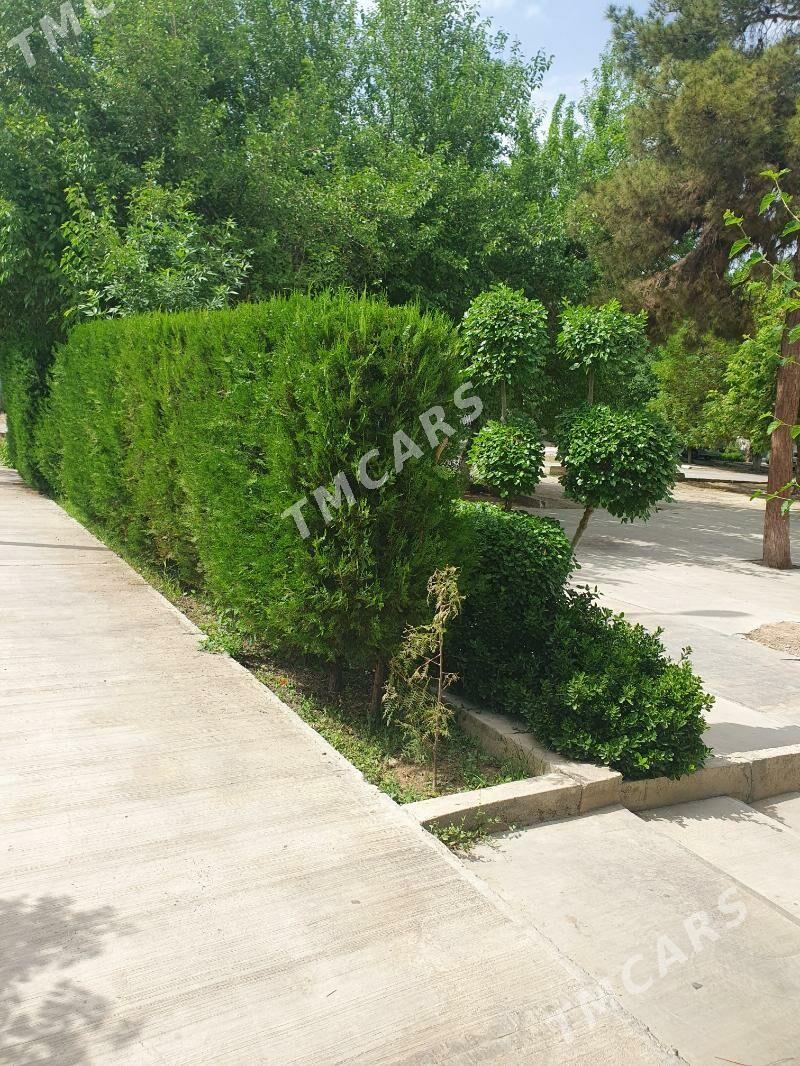 Bagbançylyk iş - Aşgabat - img 3