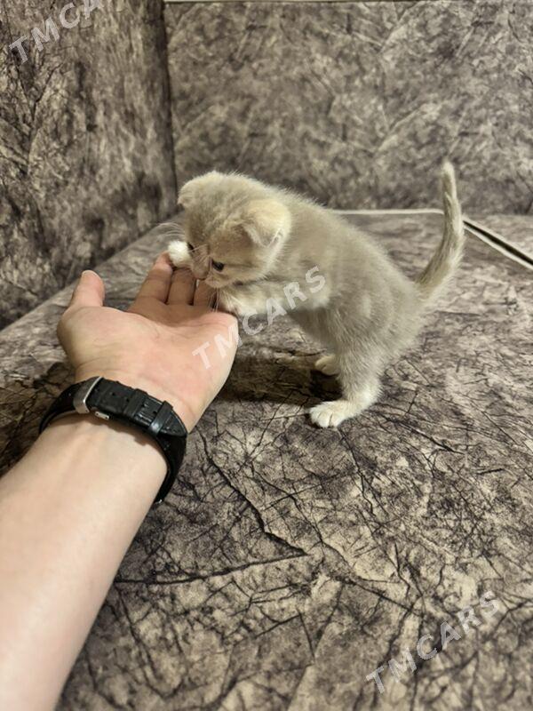 котенок шотландский - Ашхабад - img 7