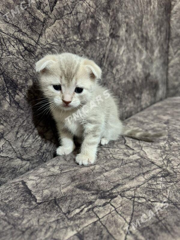 котенок шотландский - Ашхабад - img 4