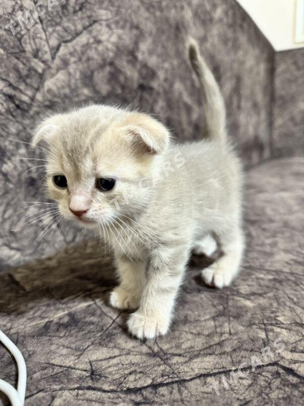 котенок шотландский - Ашхабад - img 3