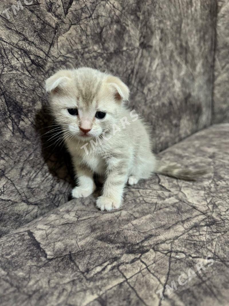котик вислоухий шотланский - Aşgabat - img 7