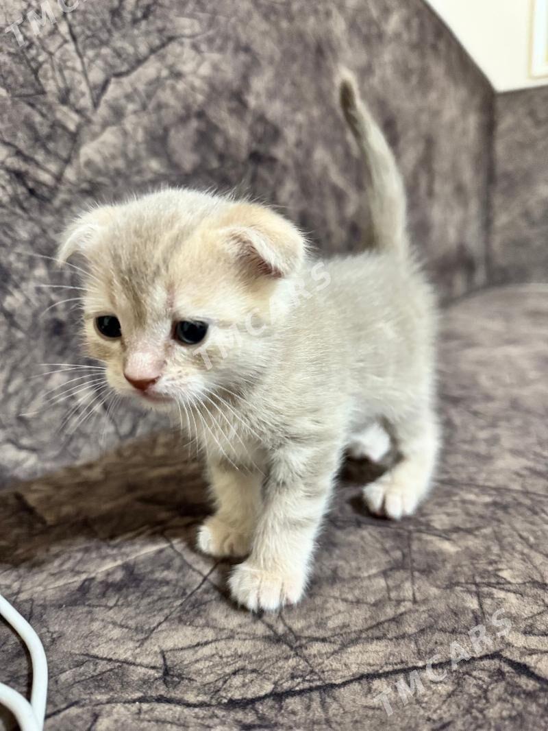 котик вислоухий шотланский - Aşgabat - img 8