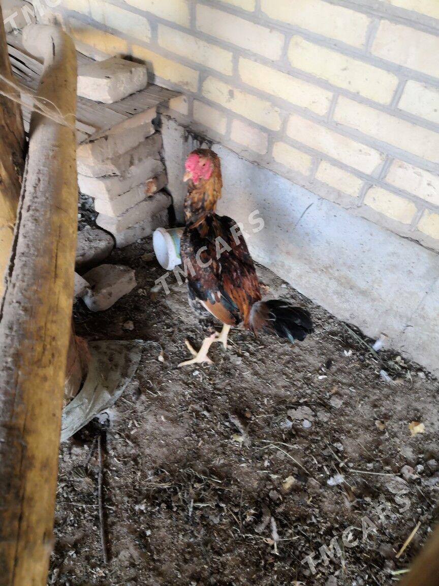 Байес кораз - Çärjew - img 7