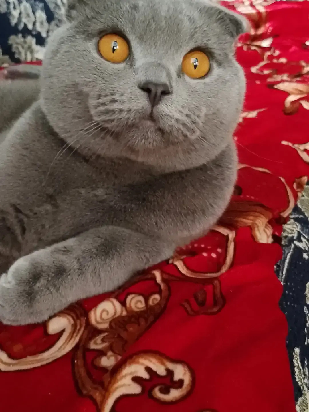 Кот - Türkmenabat - img 7