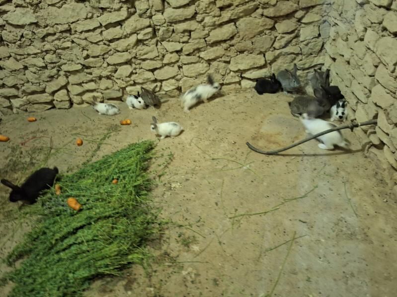 Towşan - Gyzylarbat - img 2