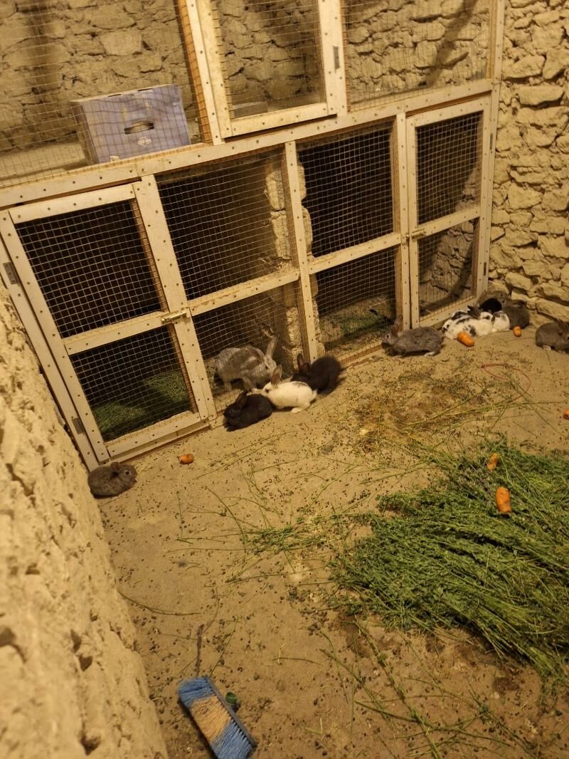 Towşan - Gyzylarbat - img 6