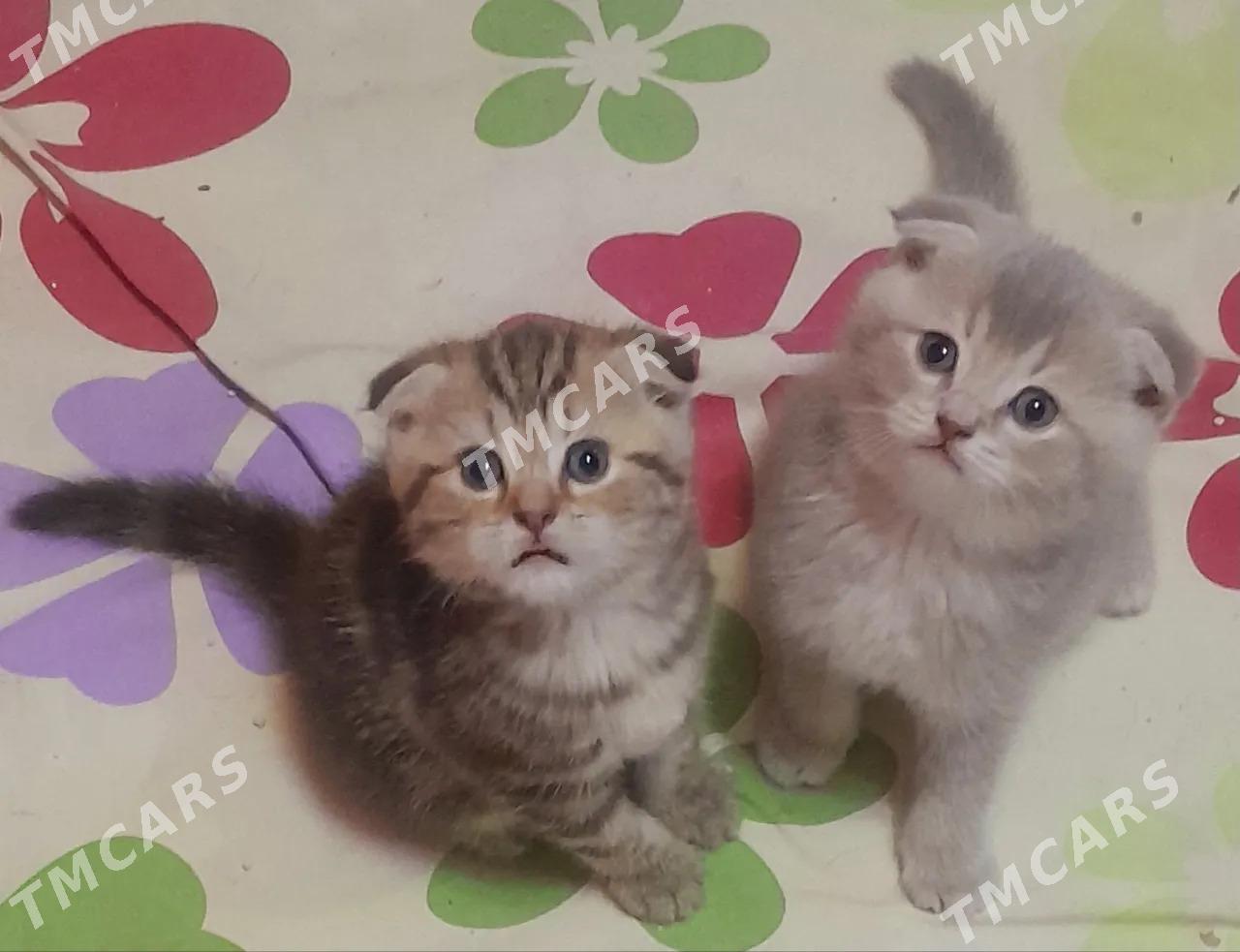 котята - 4 mkr - img 2