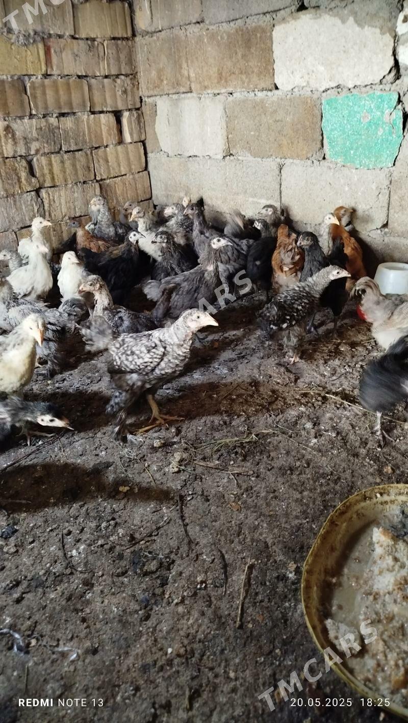 brama balgar daminat intuk - Aşgabat - img 5