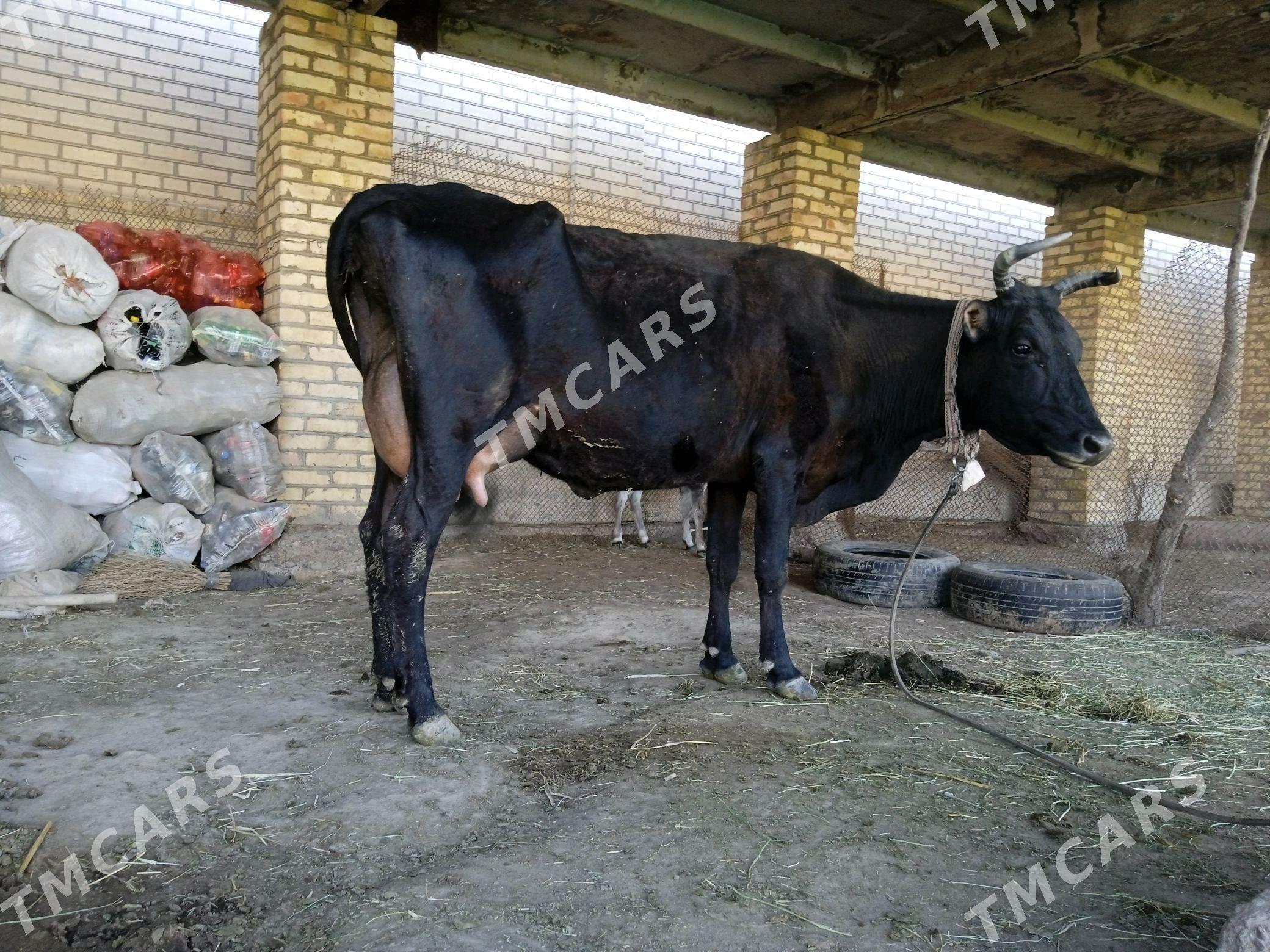 Göleli Sygyrlar - Baýramaly - img 2