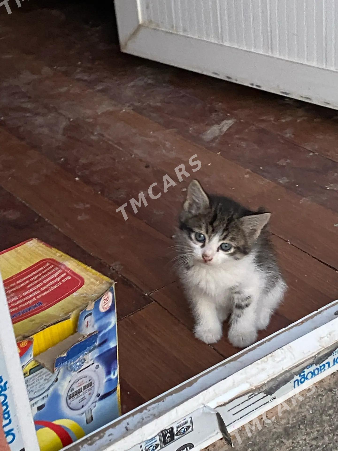 котята - Aşgabat - img 4