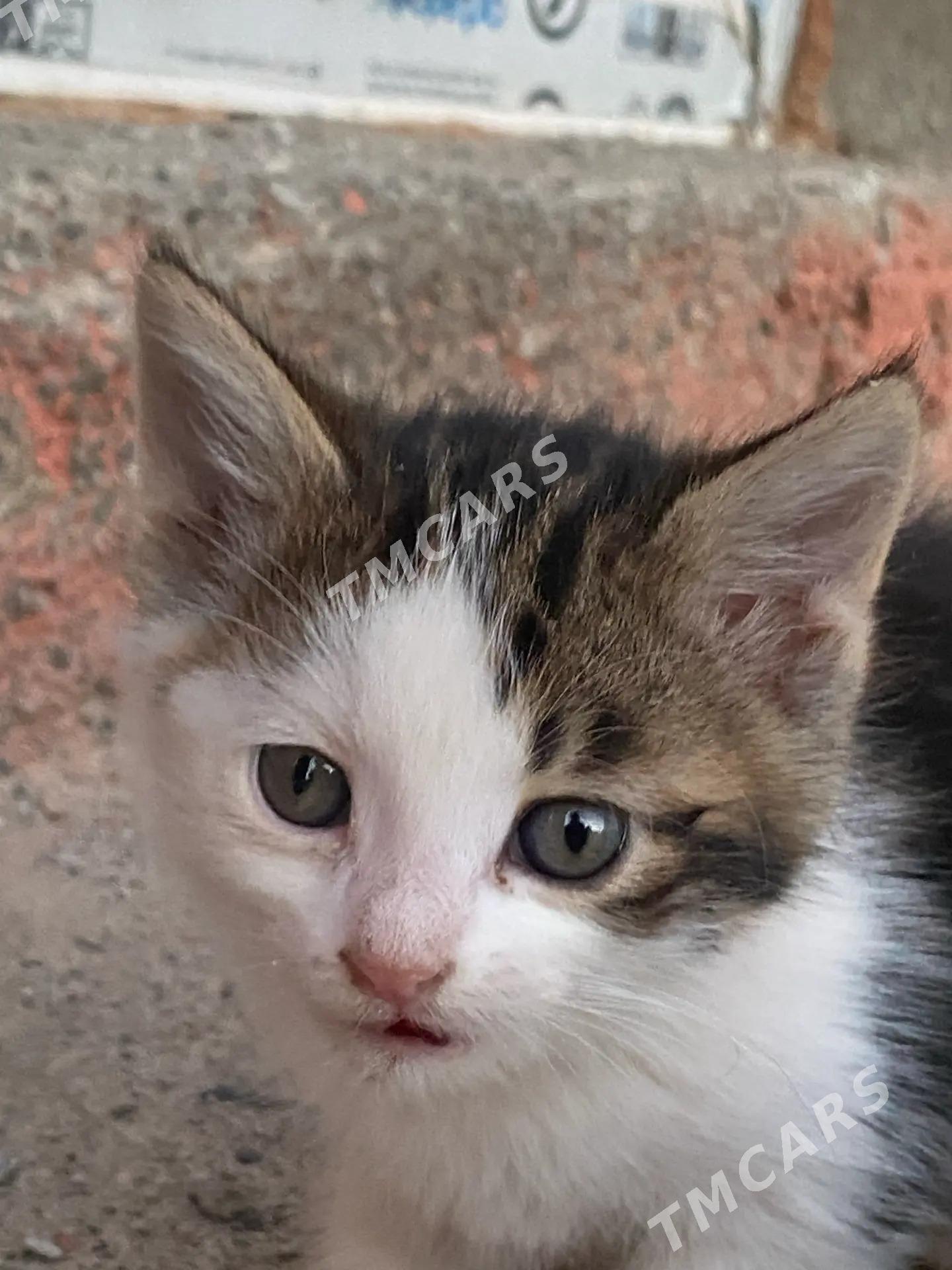 котята - Aşgabat - img 5