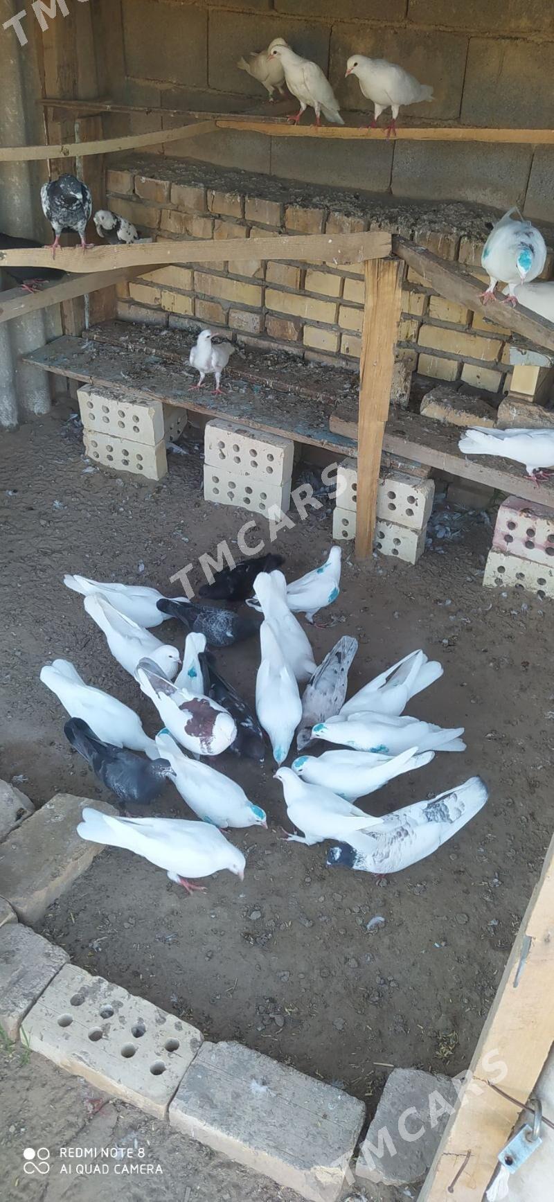 kepderi - Murgap - img 2