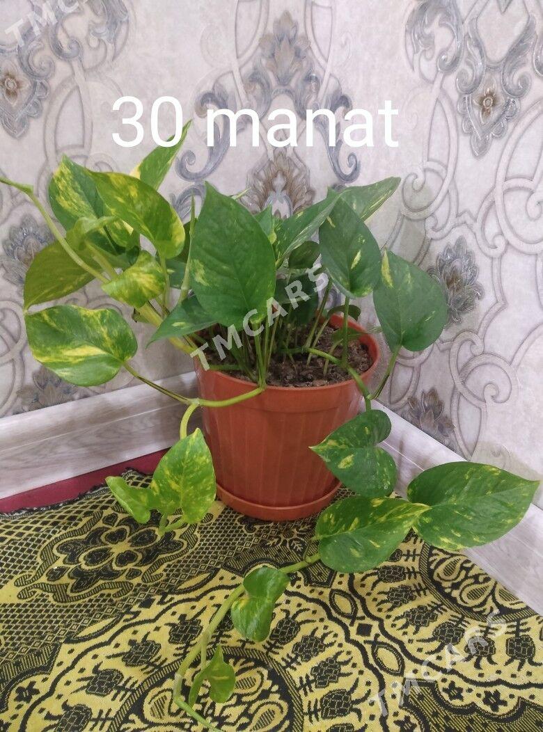 gul - 4 mkr - img 2