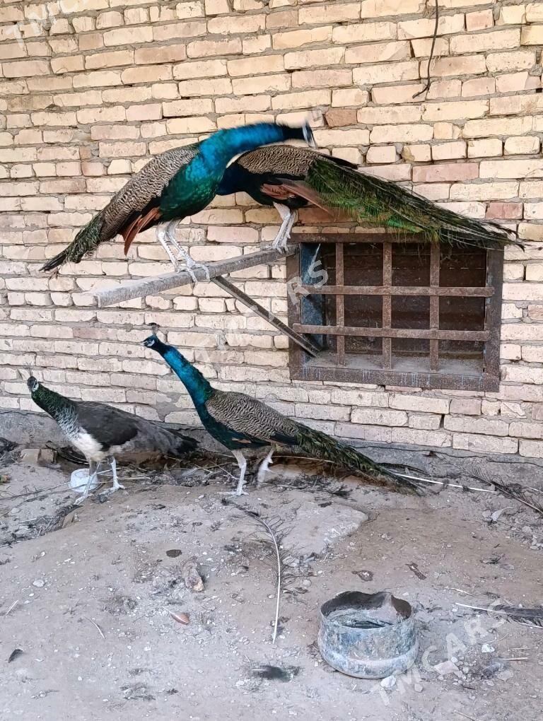 Tawus guş - Türkmenabat - img 2