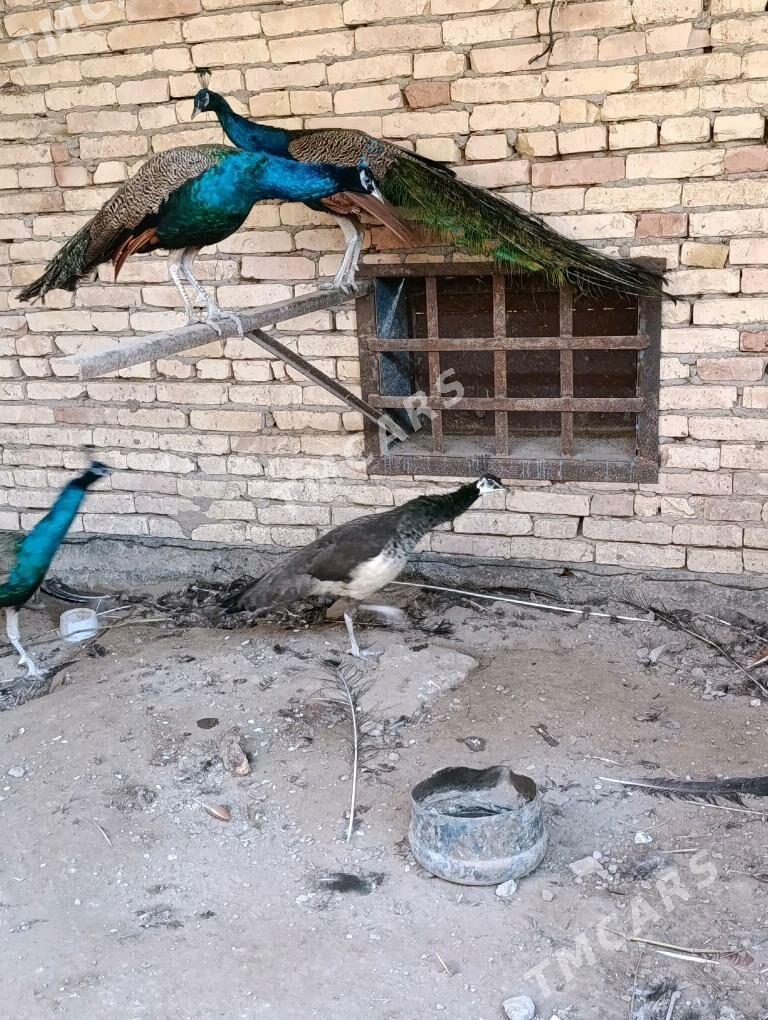 Tawus guş - Türkmenabat - img 4