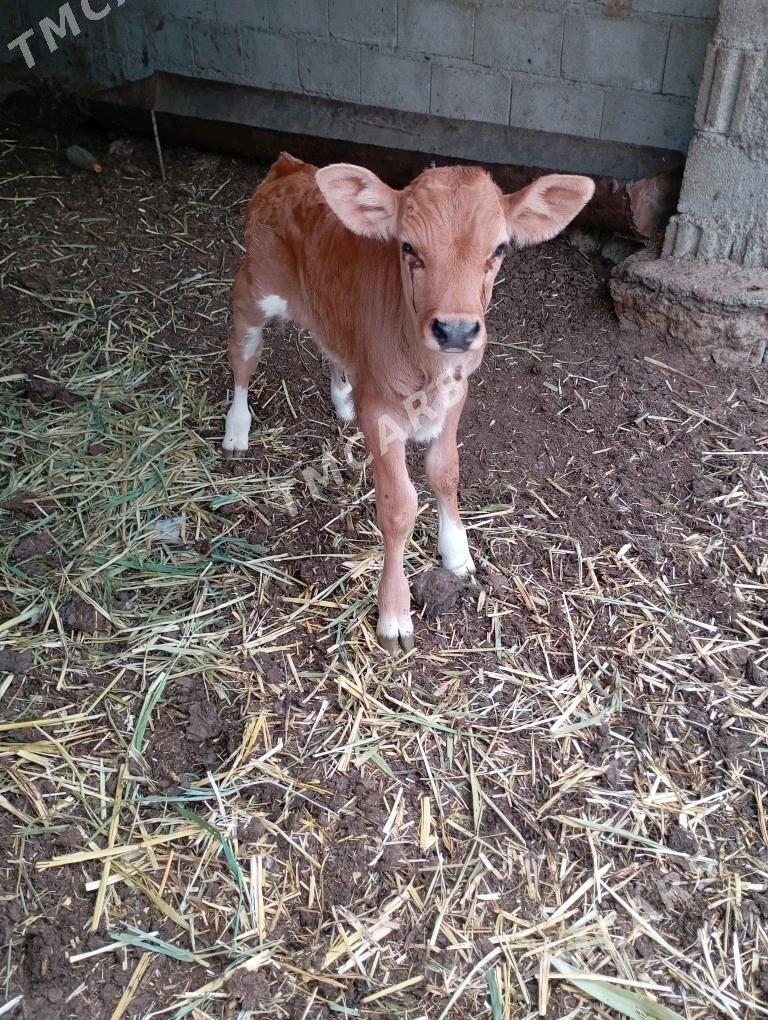 goleli sygyr - Çoganly - img 2