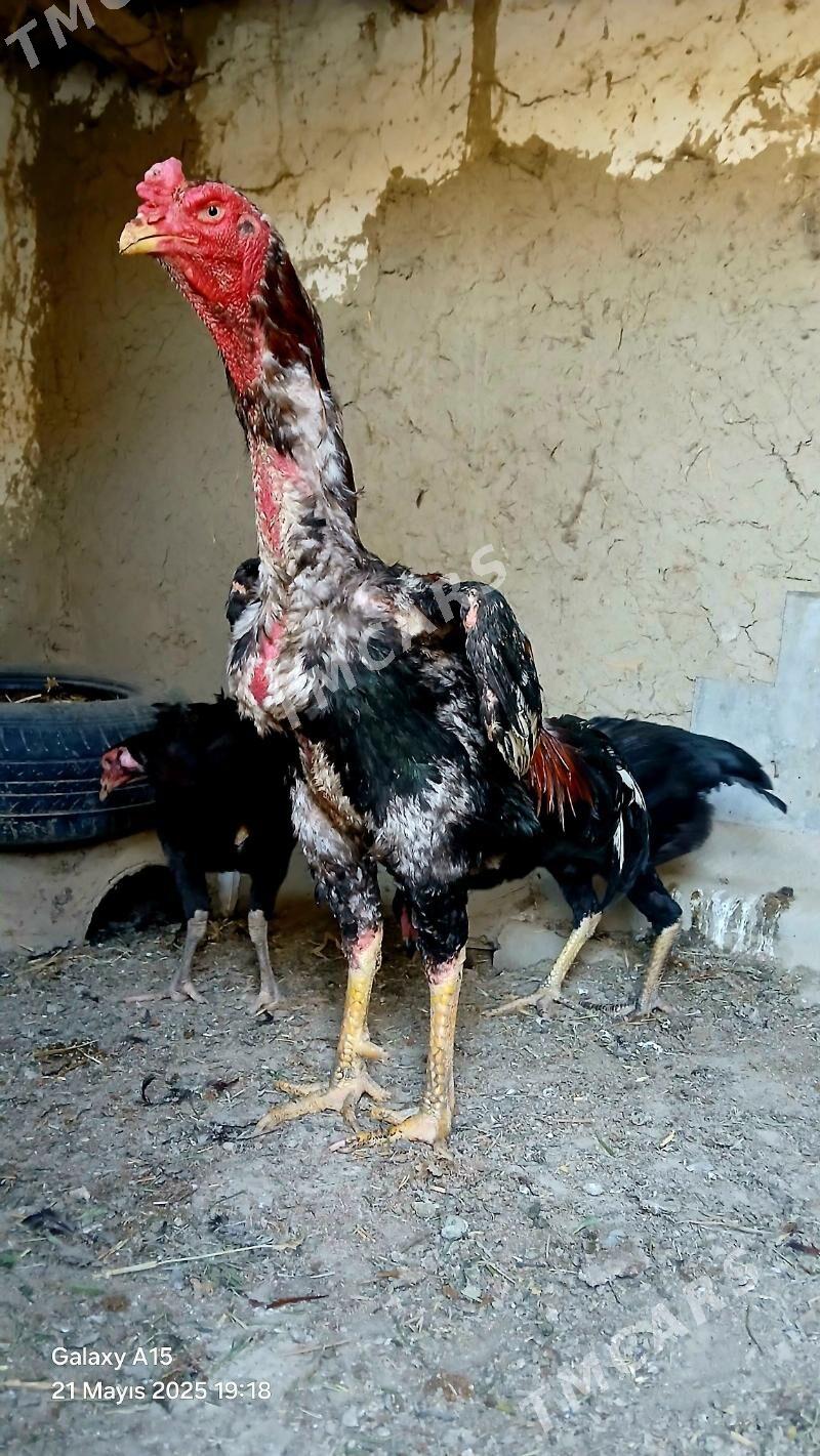 Taşkent horaz - Bäherden - img 2