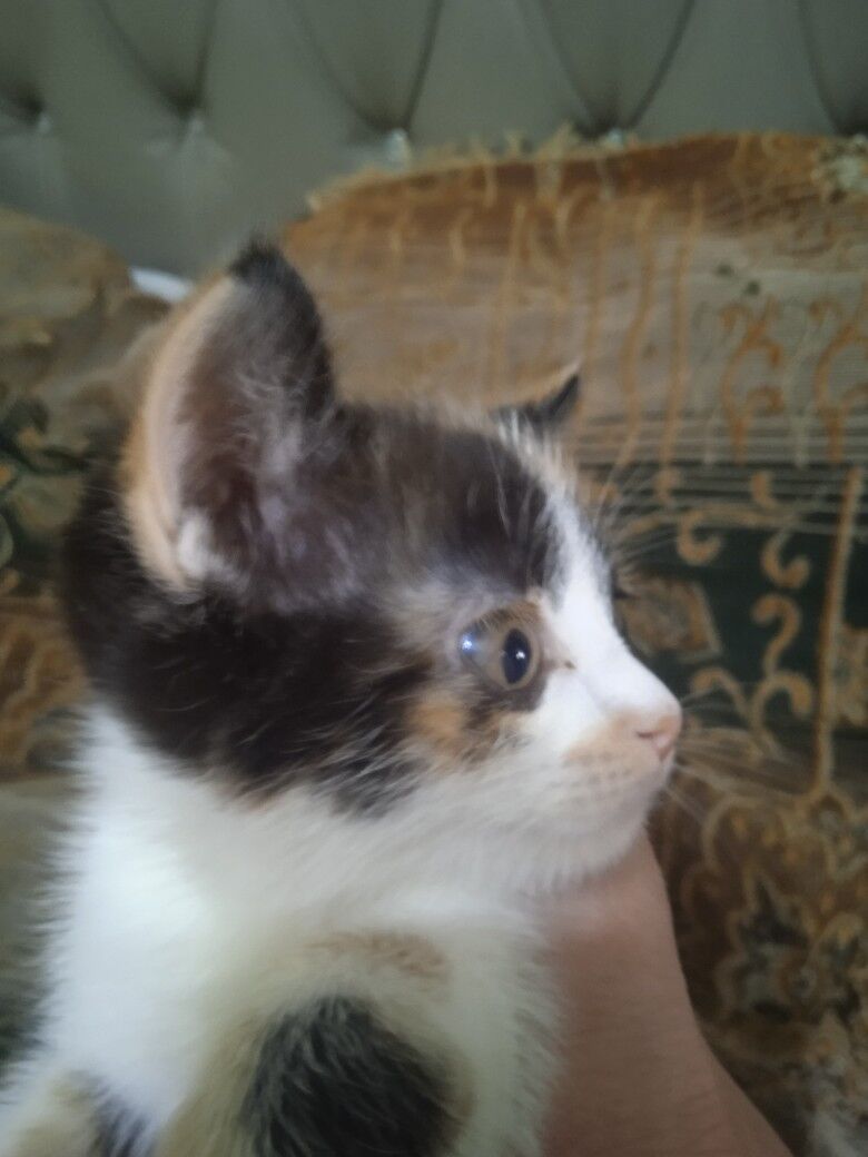 котенок - Türkmenabat - img 7
