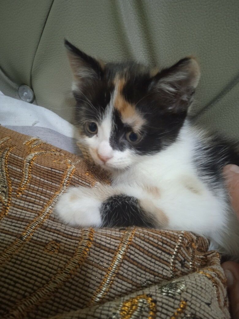 котенок - Türkmenabat - img 6
