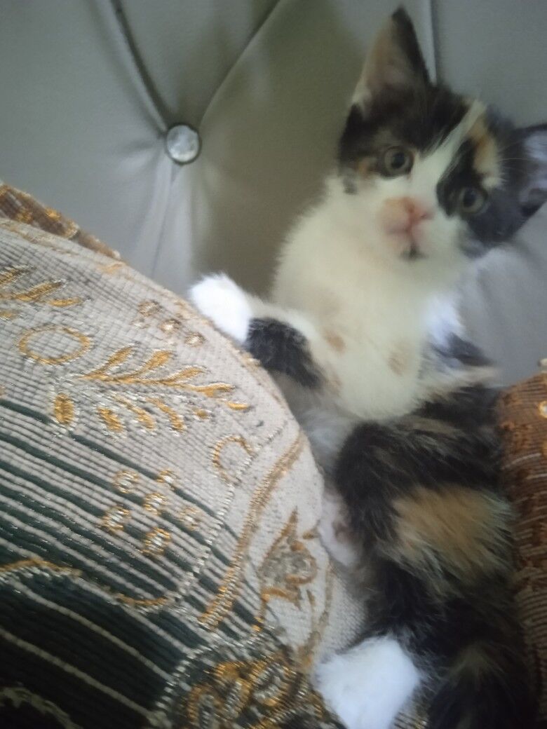 котенок - Türkmenabat - img 4